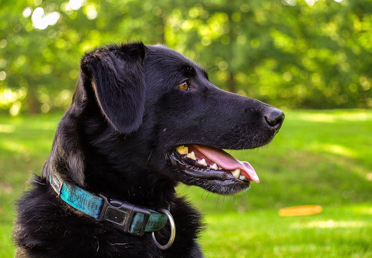 dog  portrait  animal free photo