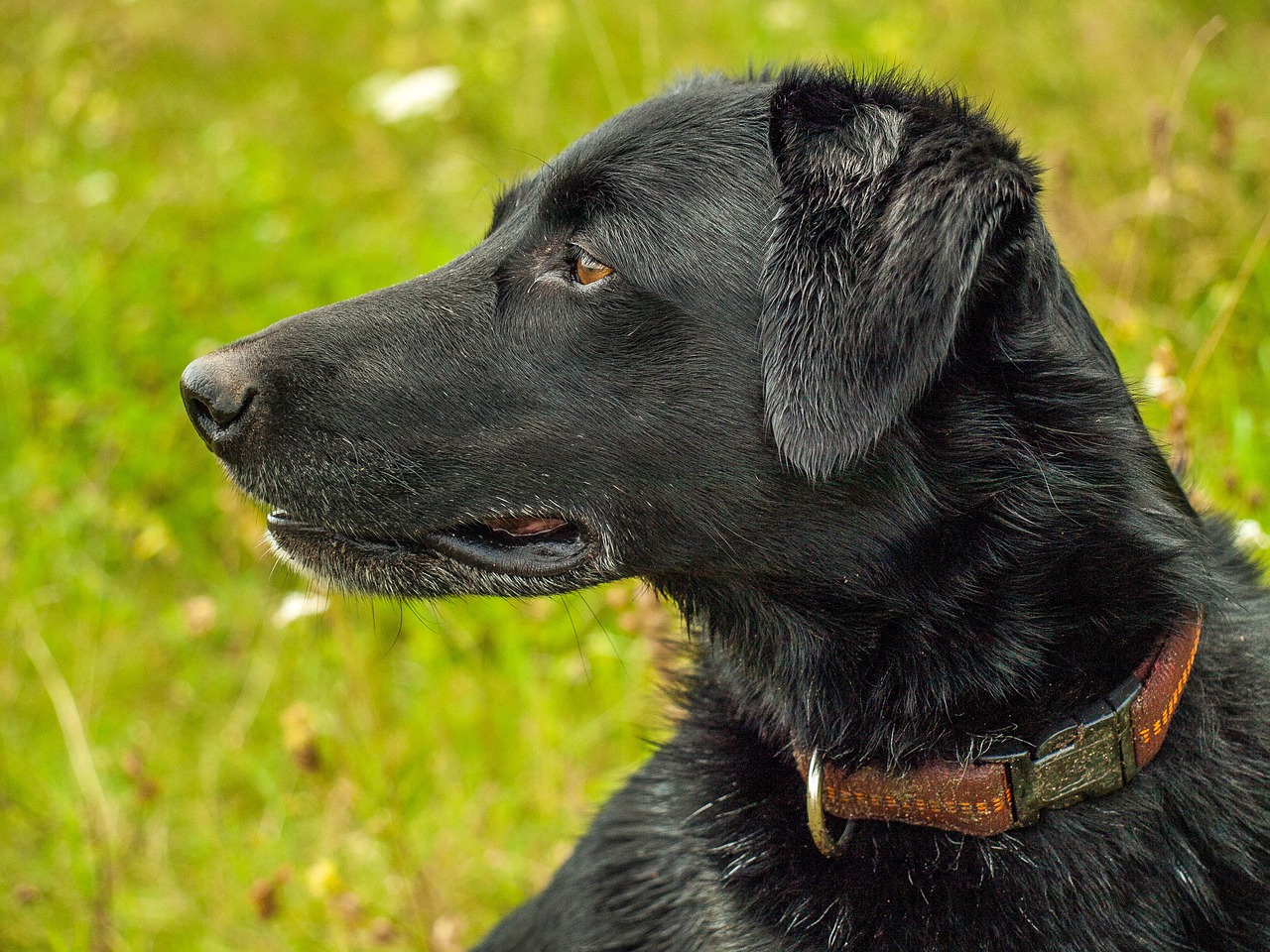 dog  portrait  animal free photo