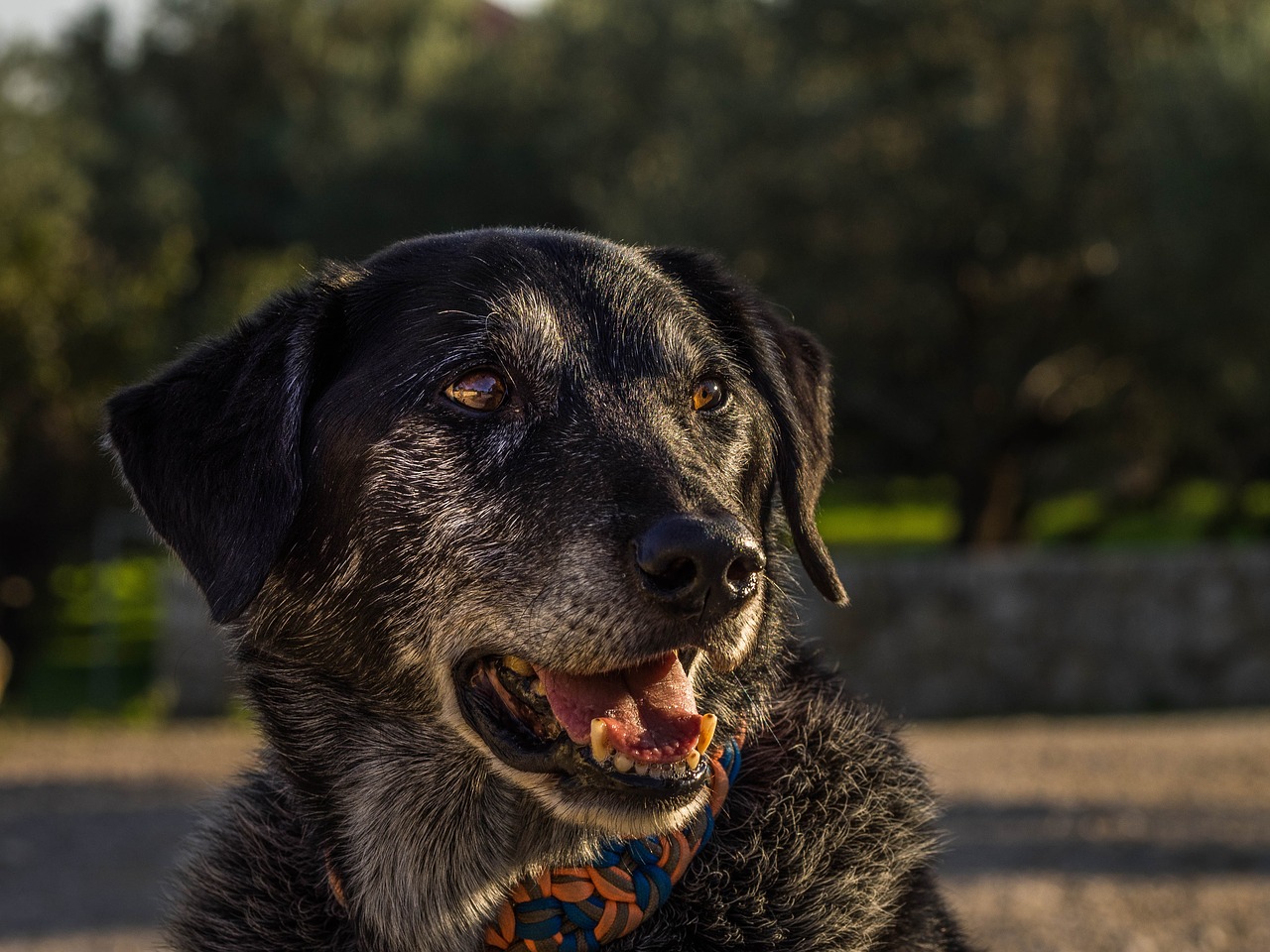 dog  portrait  old free photo