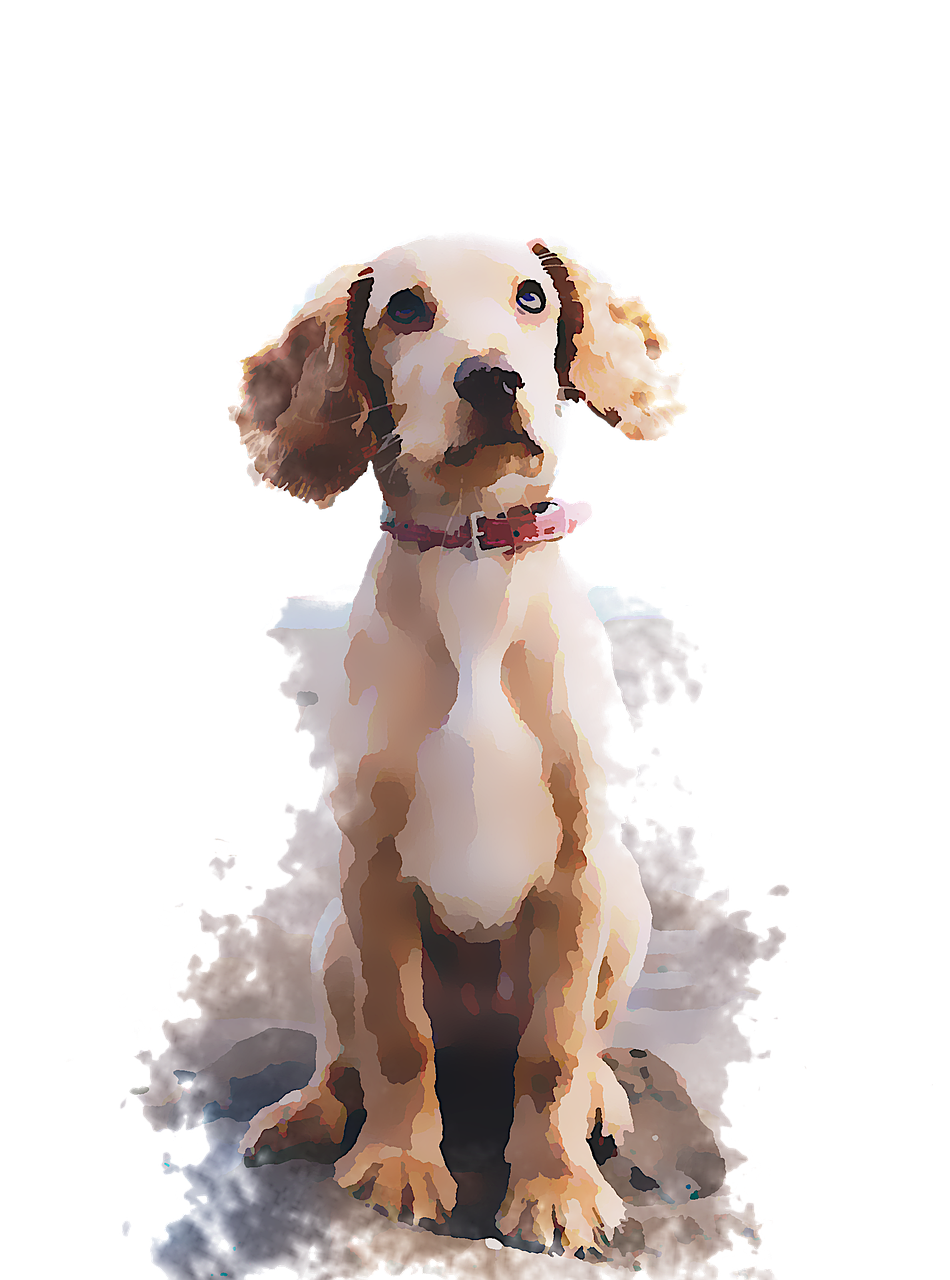 dog  watercolor  animal free photo