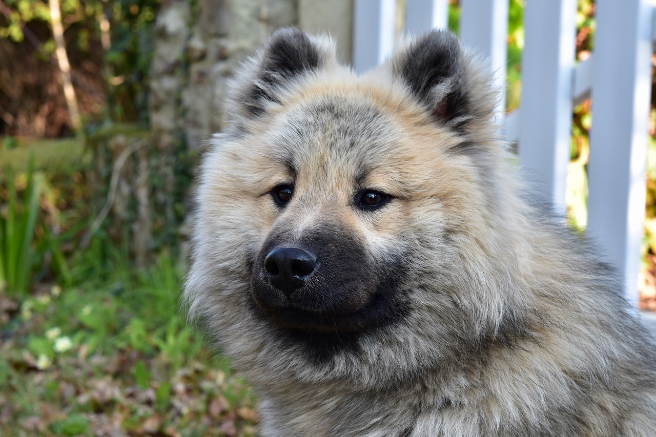 dog  dog olaf eurasier  portrait dog eurasier free photo