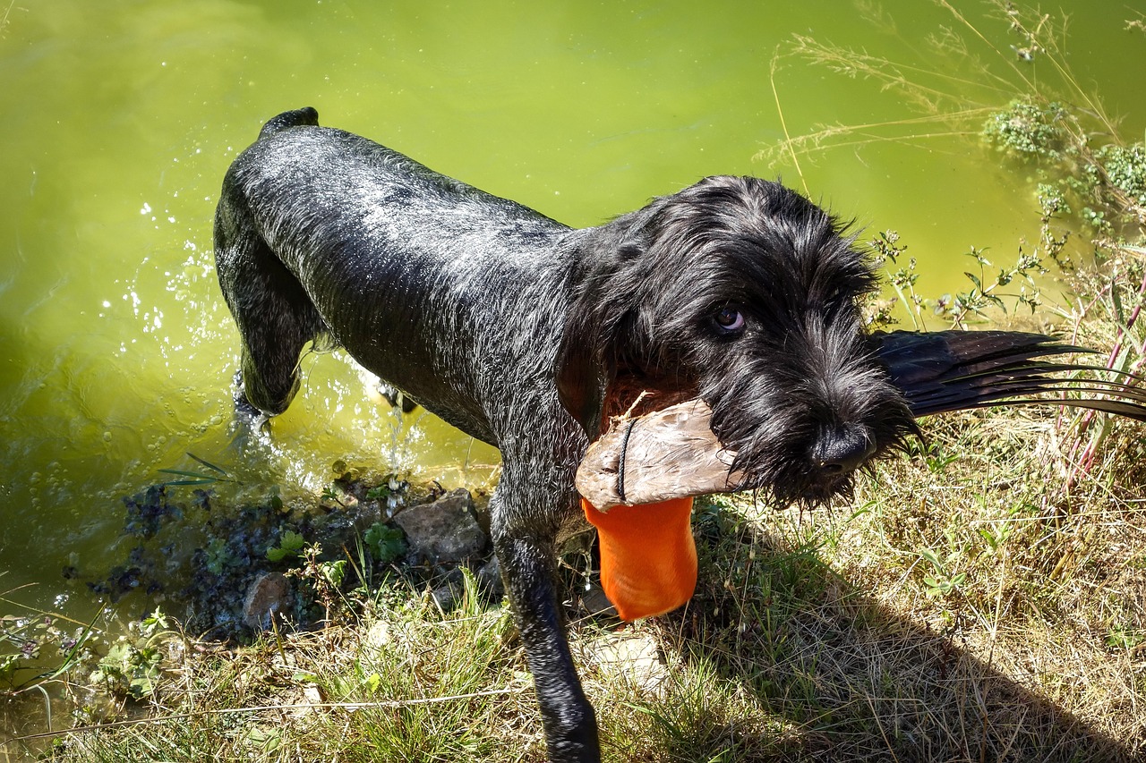 dog  black dog  german wire hair free photo