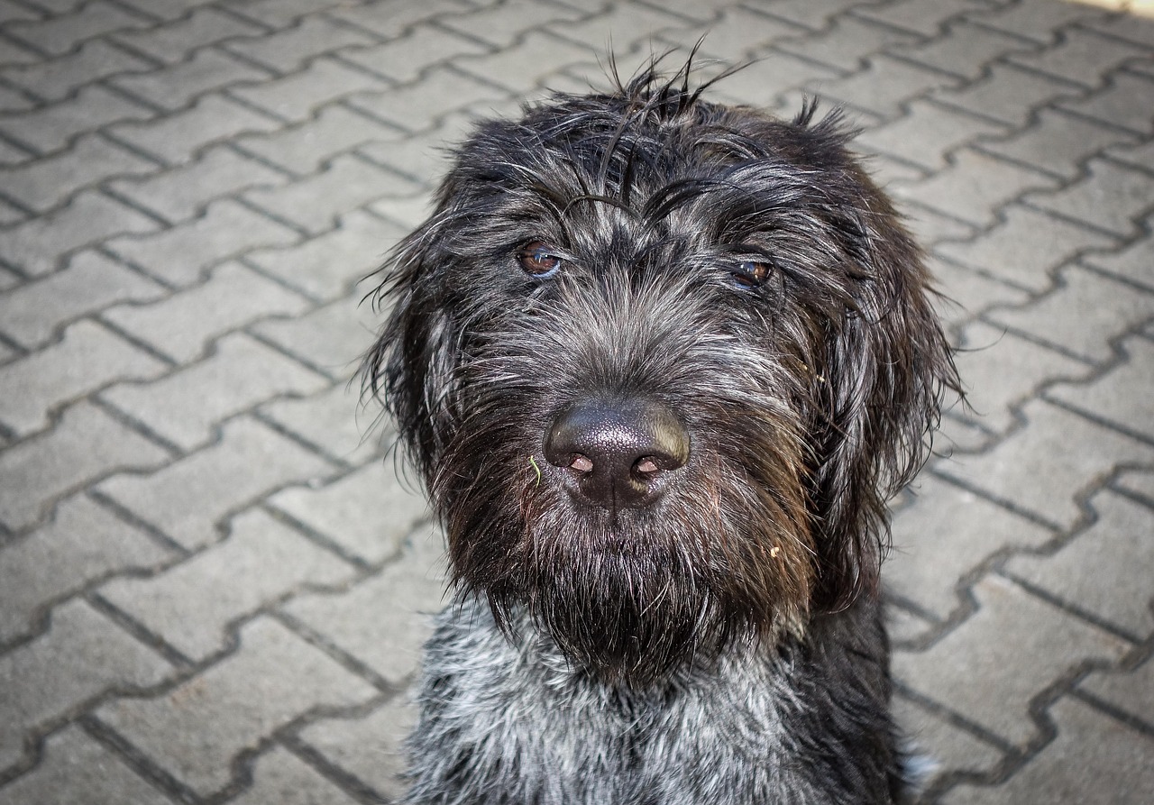 dog  black dog  german wire hair free photo