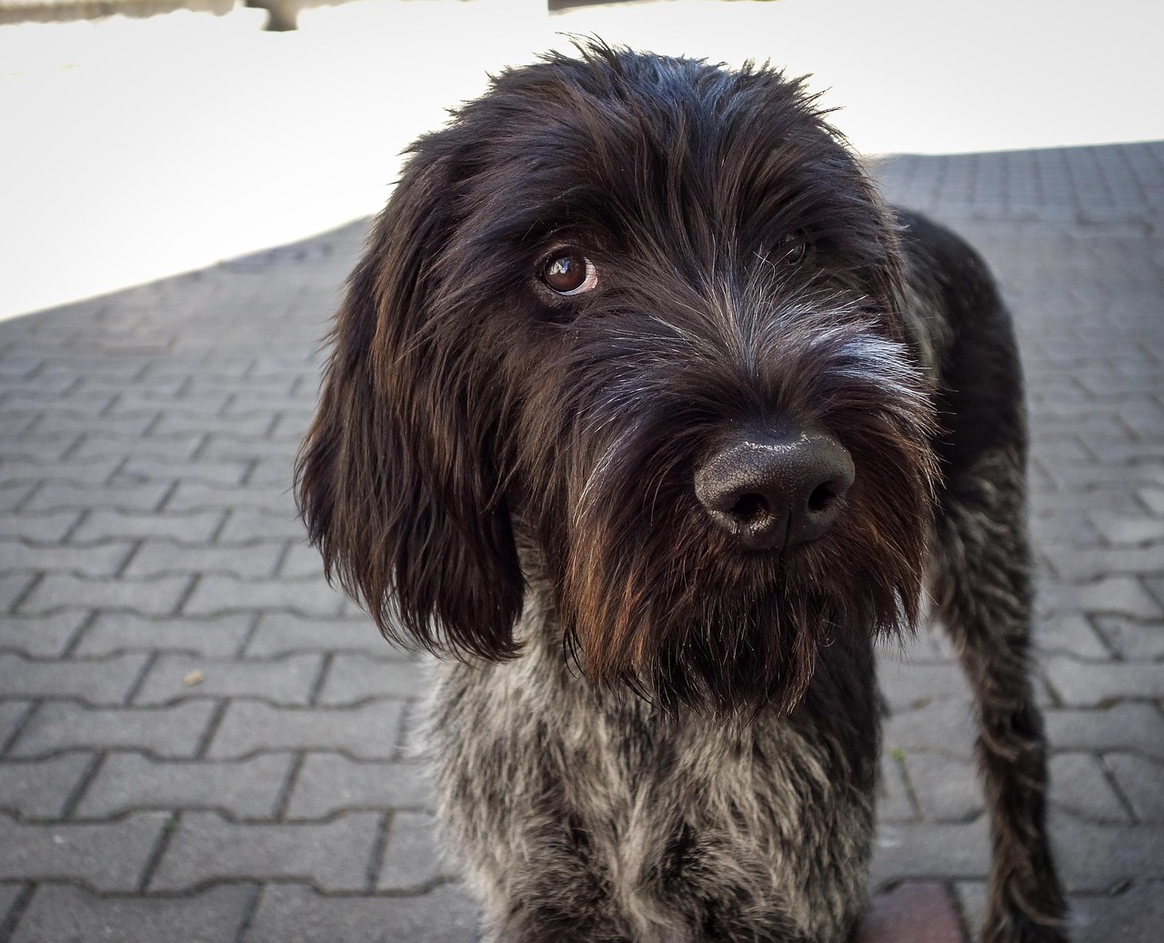 dog  black dog  german wire hair free photo