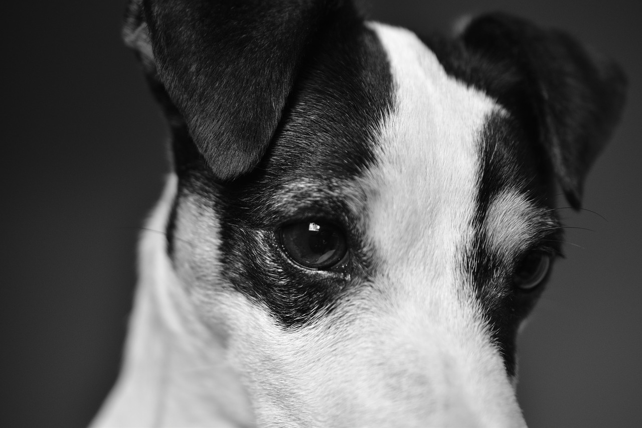 dog  jack russel  terrier free photo