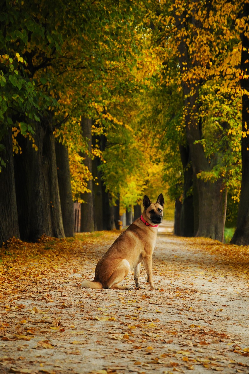 dog  shepherd  animal free photo