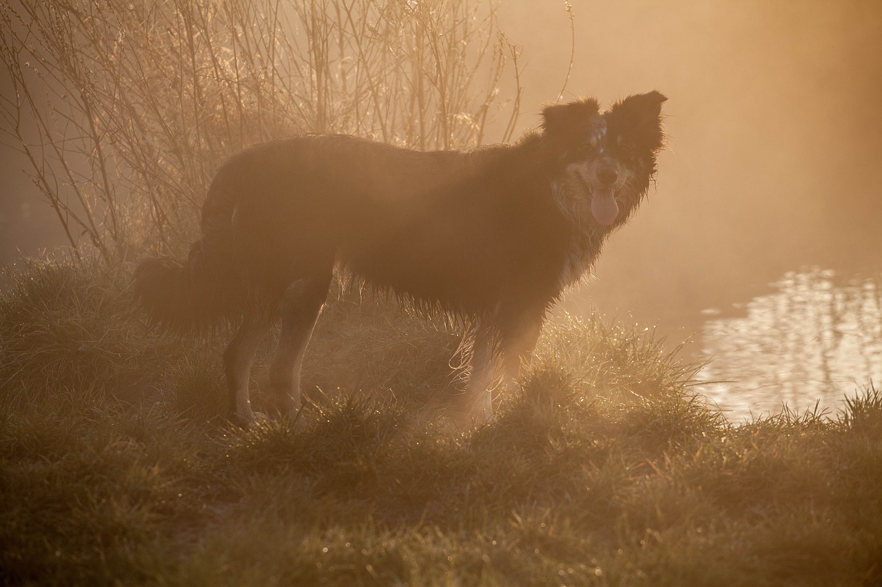 dog  mist  collie free photo