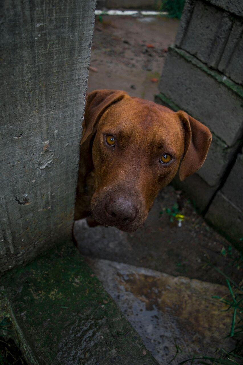 dog  pitbull  beautiful free photo