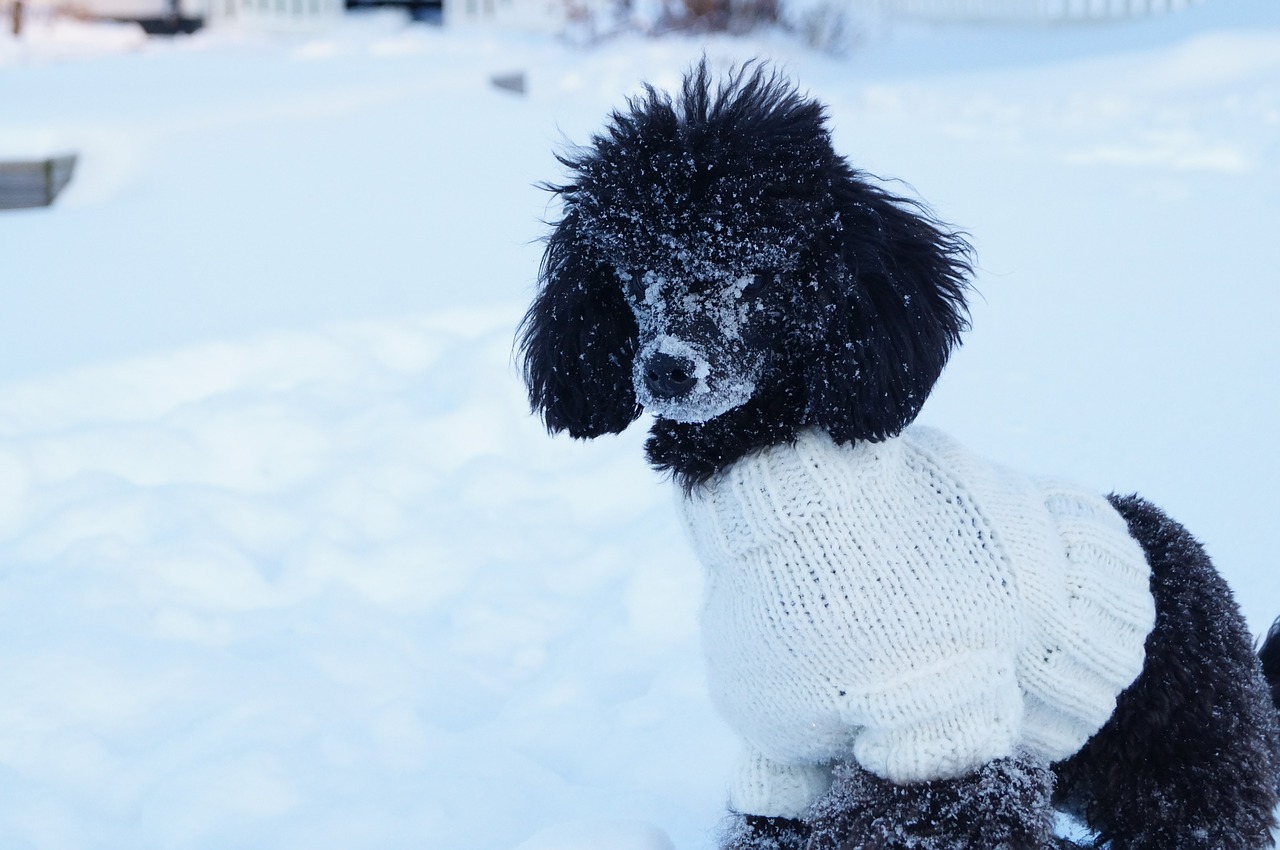 dog poodle snow free photo