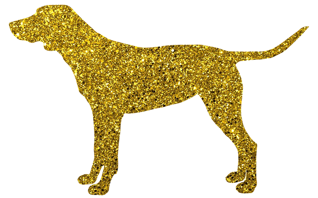 dog  golden dog  doggy free photo