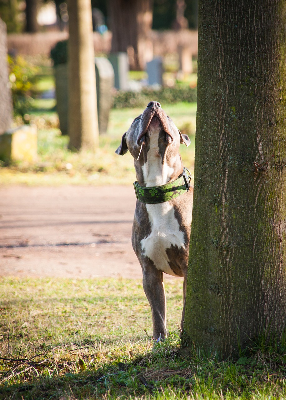 dog  tree  look free photo