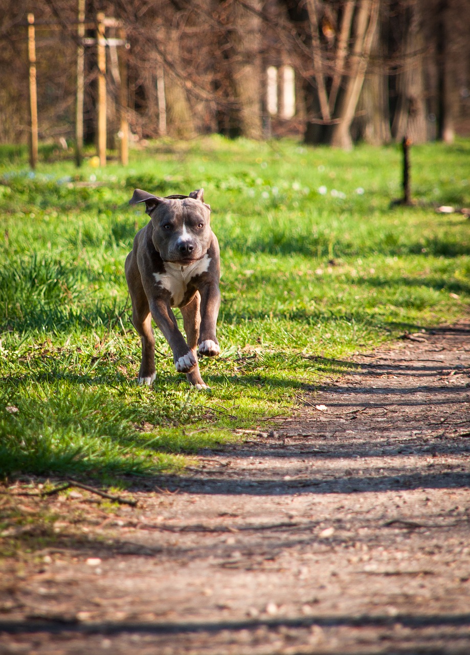 dog  tree  look free photo