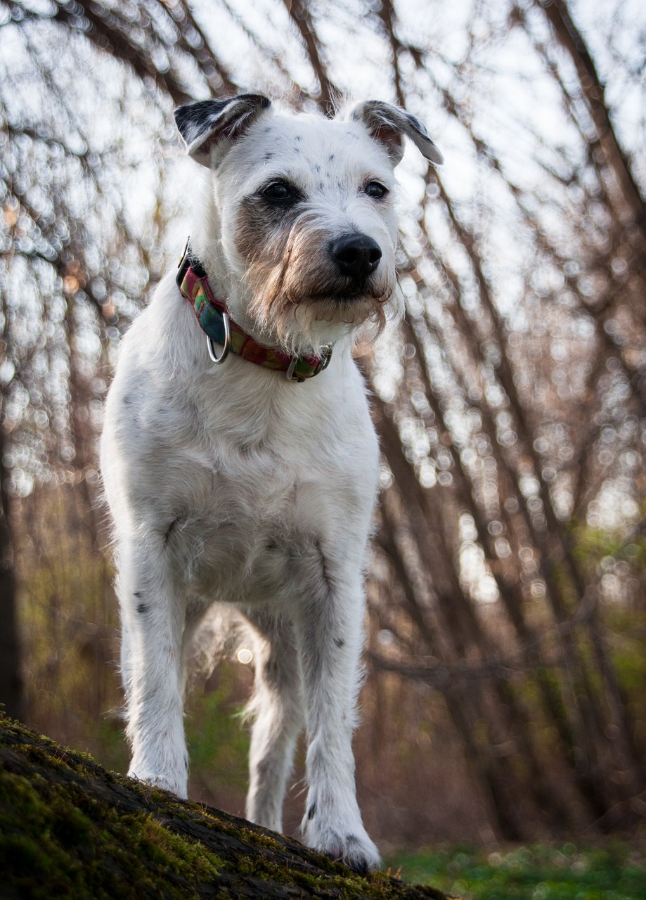 dog  tree  look free photo