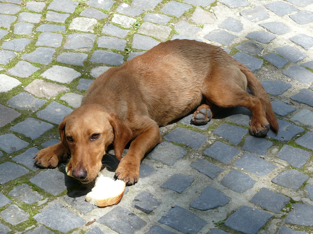 dog animal hungry free photo