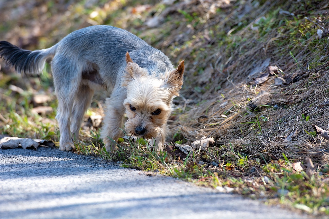 dog  small  out free photo