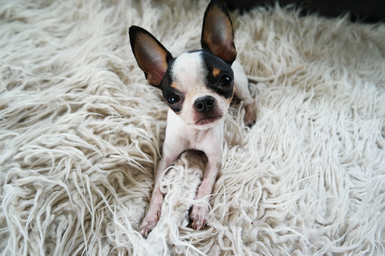 dog  chihuahua  puppy free photo