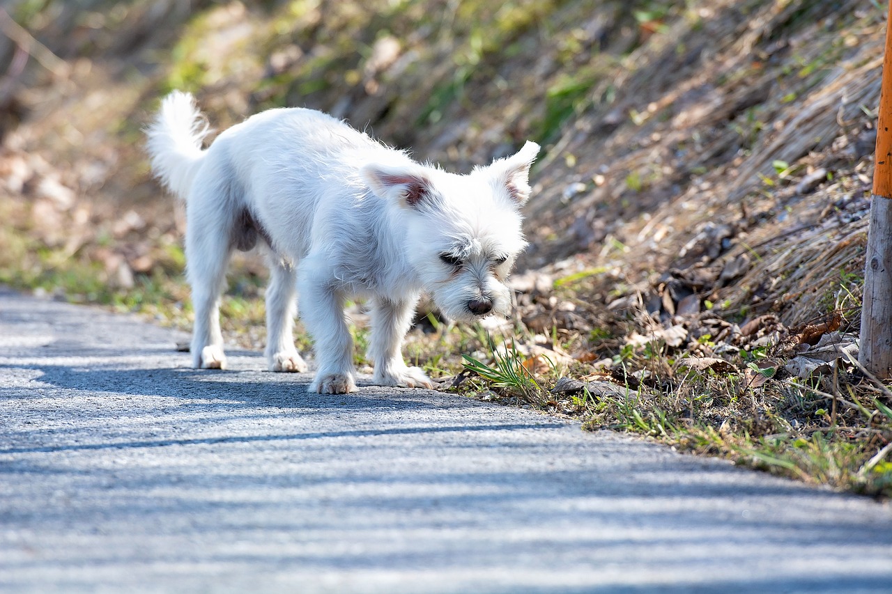 dog  white  out free photo