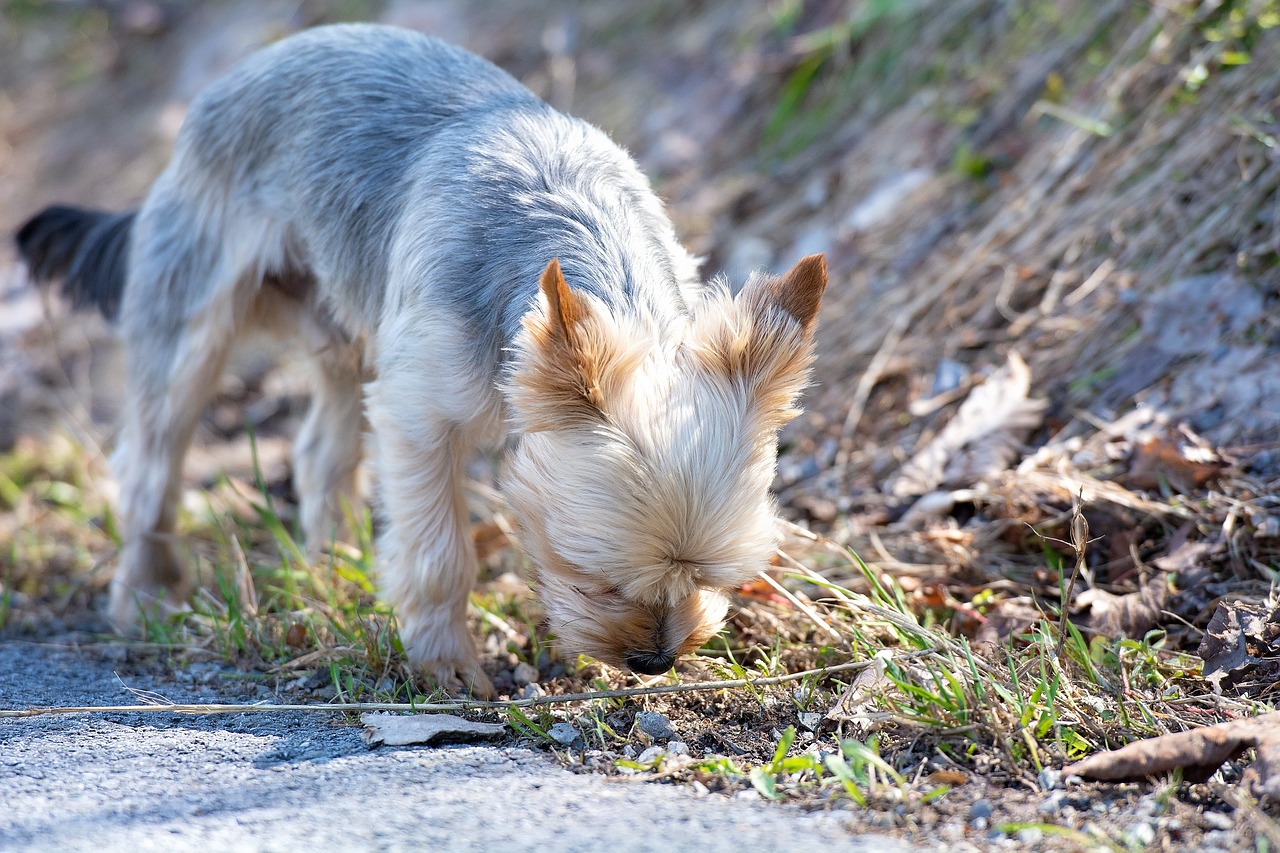 dog  small  out free photo