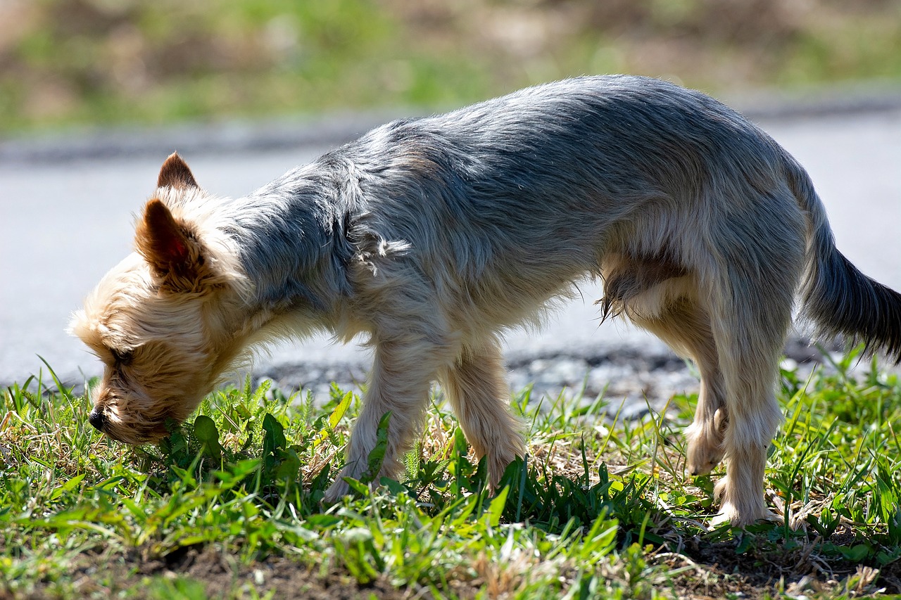 dog  small  out free photo