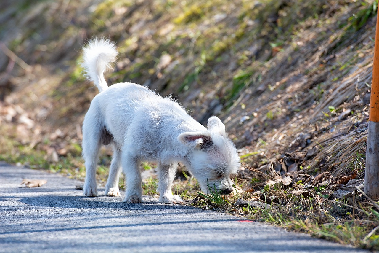 dog  white  sniffing free photo