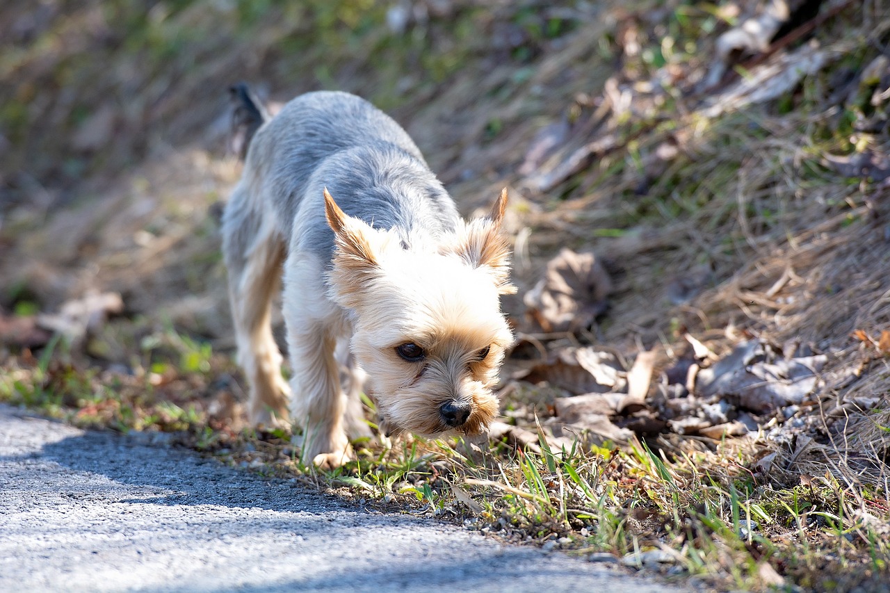 dog  out  explore free photo