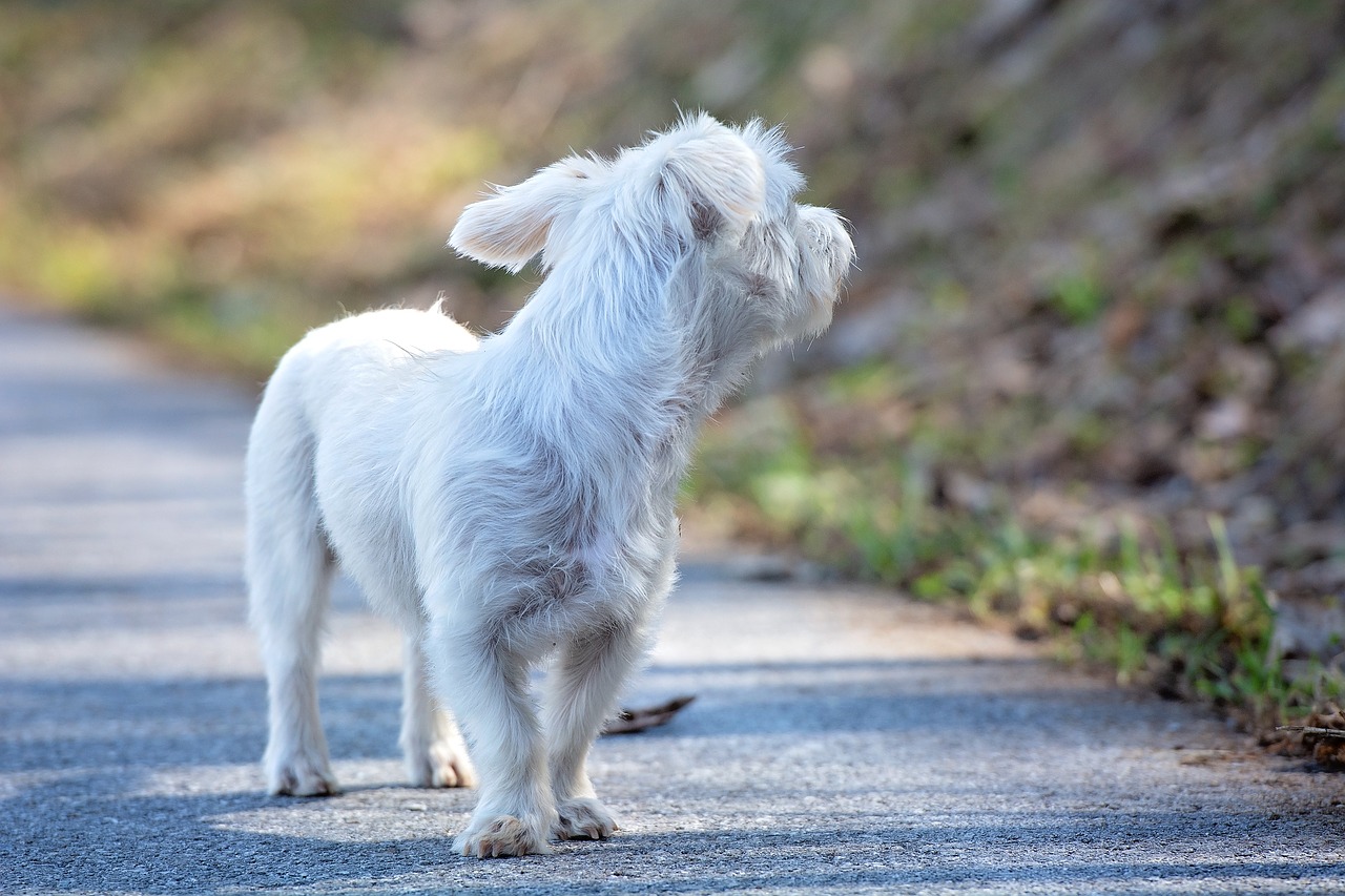 dog  white  out free photo