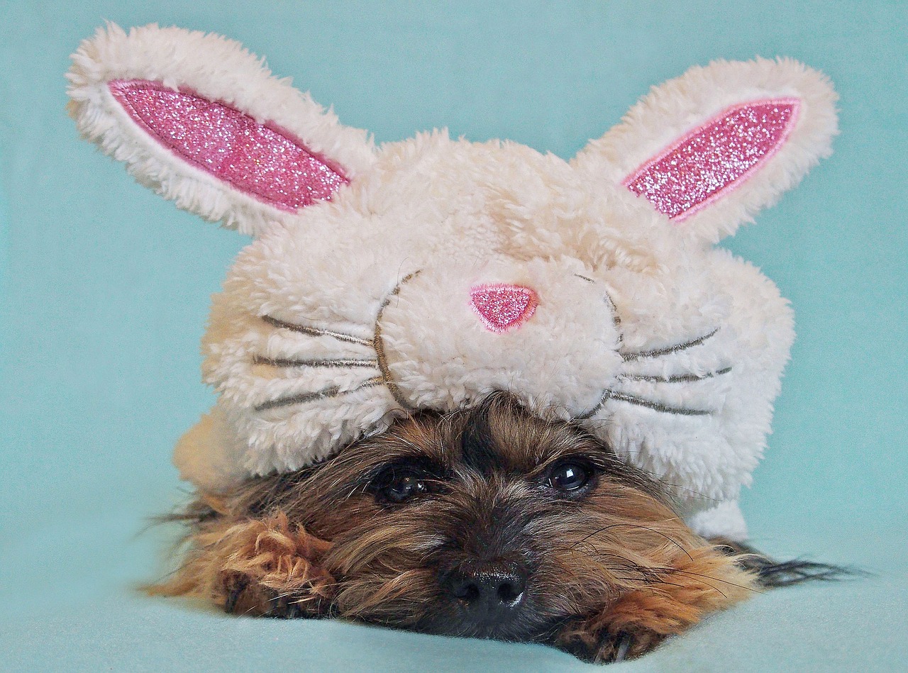 dog  yorkshire terrier  rabbit free photo