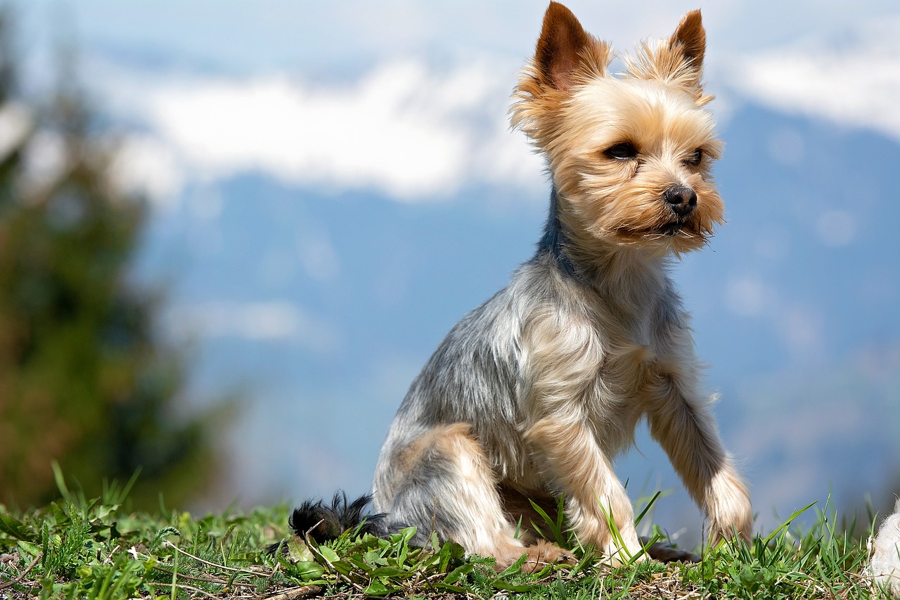 dog  small  animal free photo