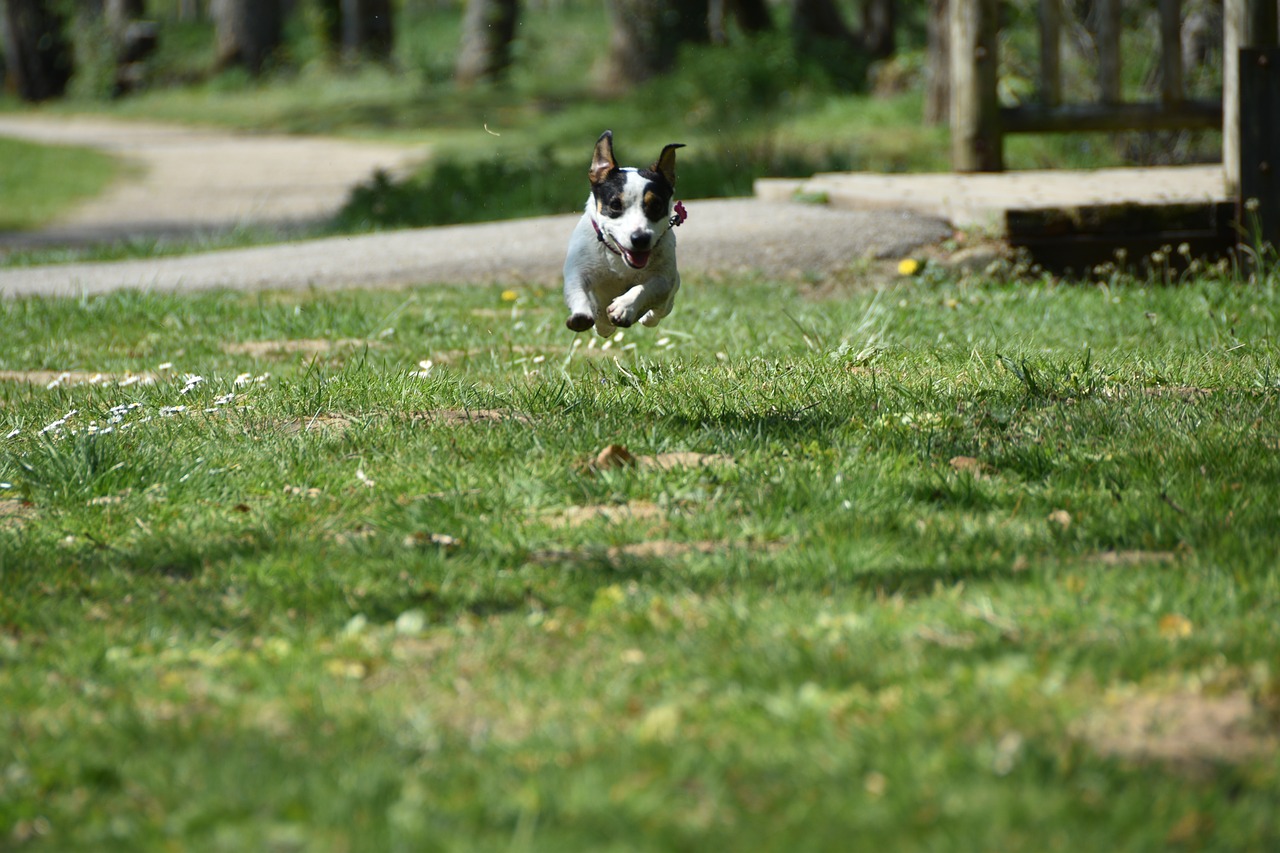 dog  run  jack russel free photo