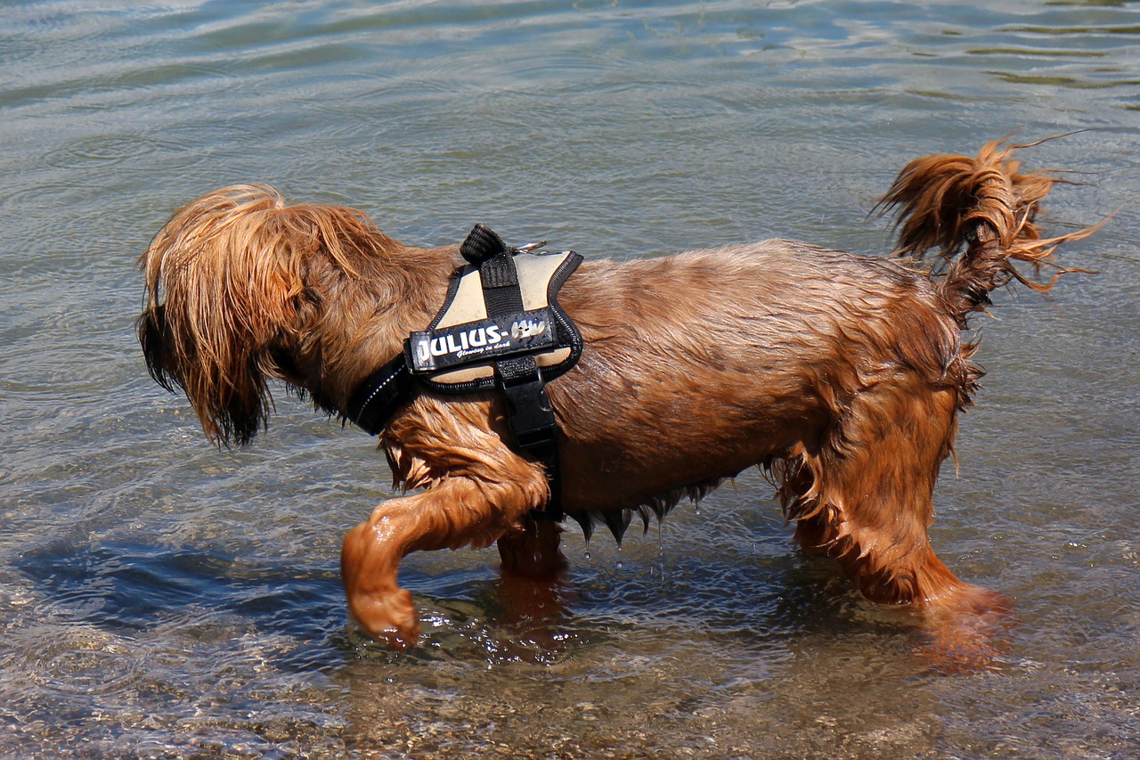 dog water wet free photo