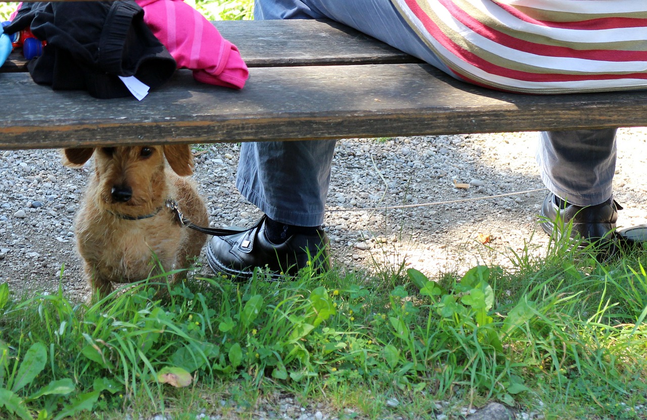 dog bench bank free photo