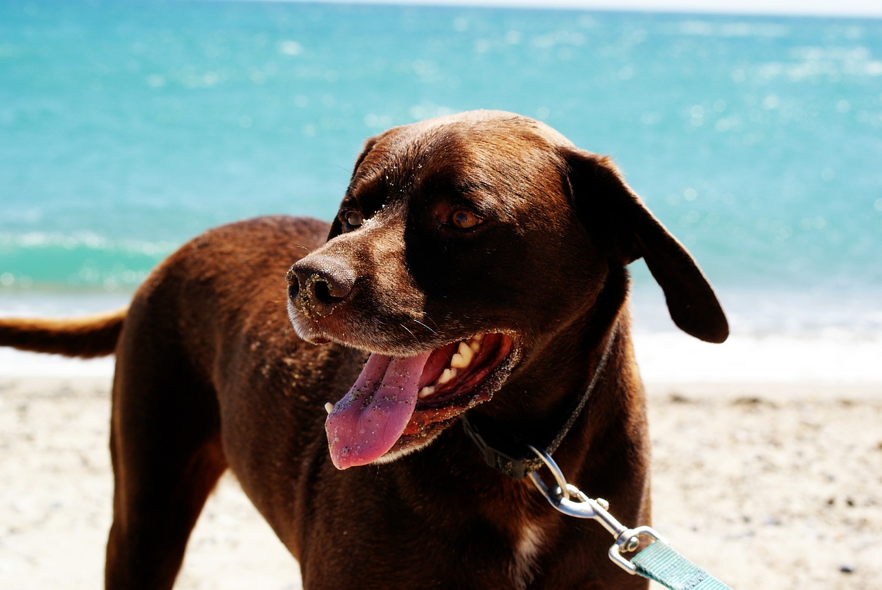 dog animal sea free photo