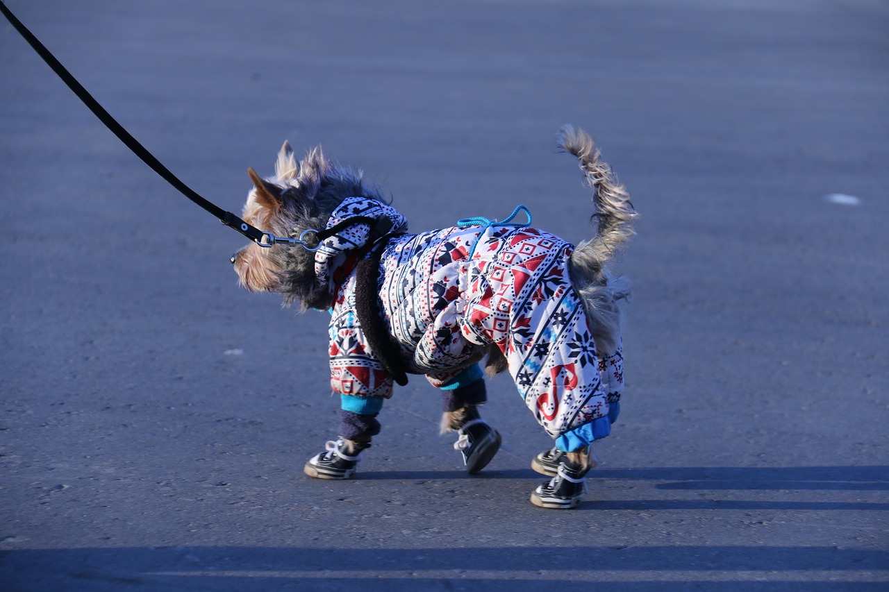 dog  shoes  ride free photo