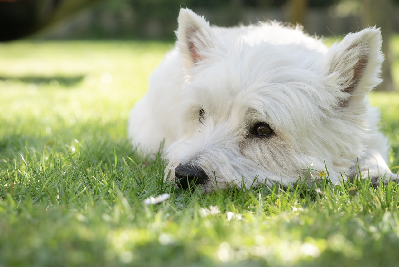 dog  westie  terrier free photo