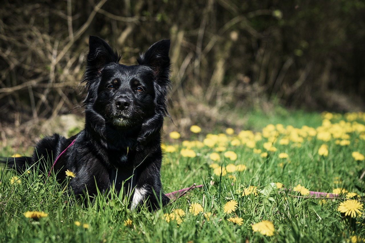 dog  meadow  animal free photo