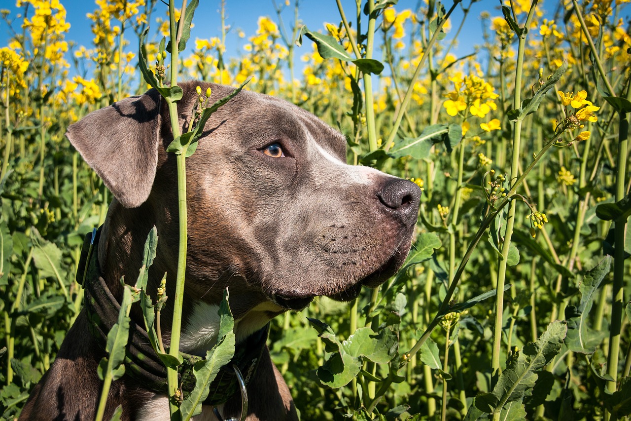 dog  head  portrait free photo