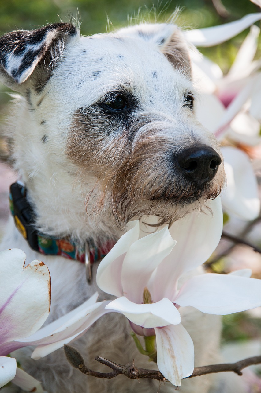 dog  magnolia  pet free photo