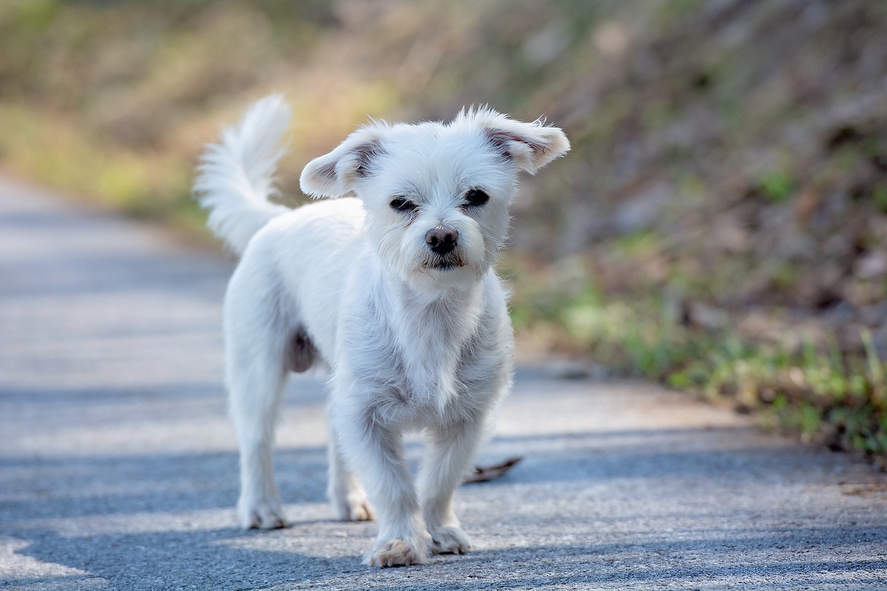 dog  white  small free photo