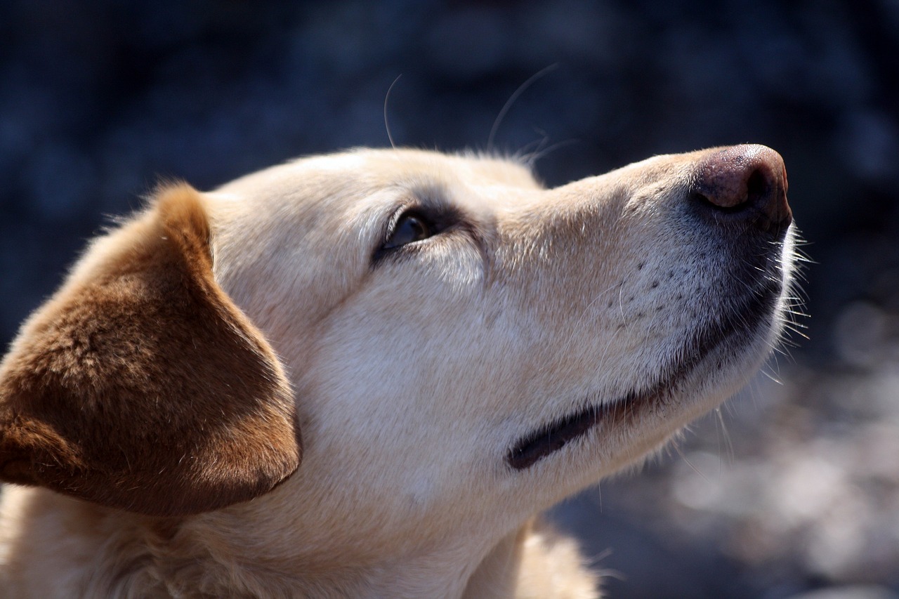 dog  animal  portrait free photo