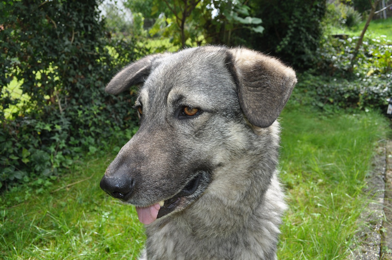 dog  meadow  wolf free photo