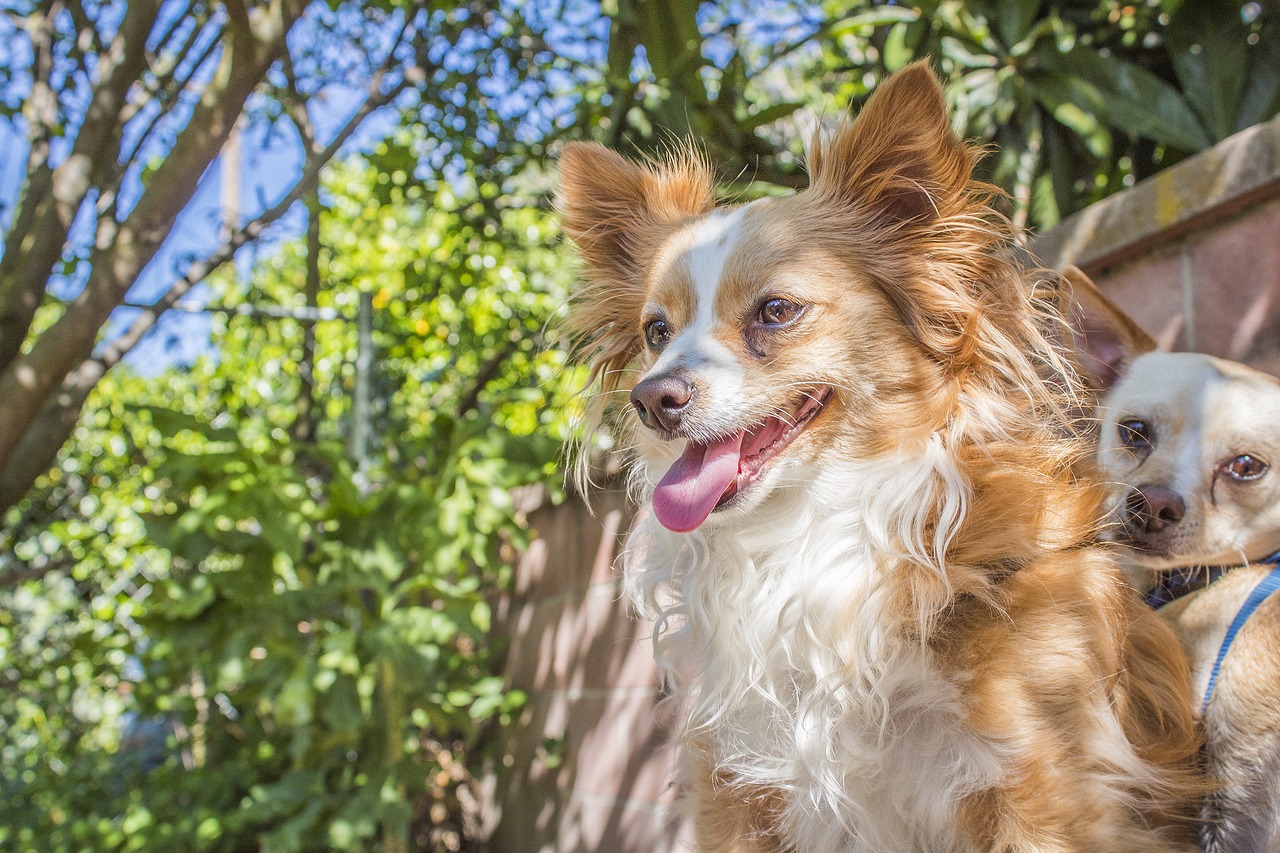 dog  chihuahua  puppy free photo