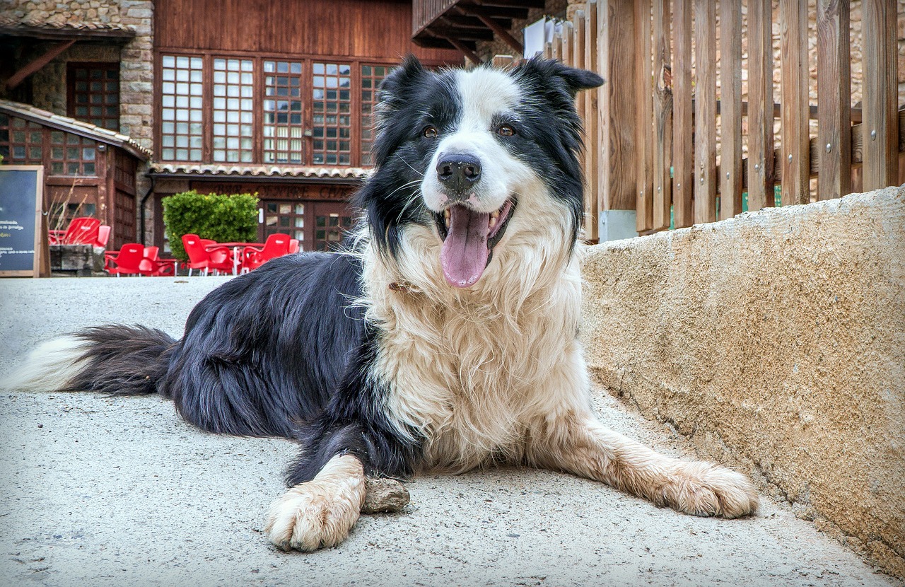 dog  border collie  animal free photo