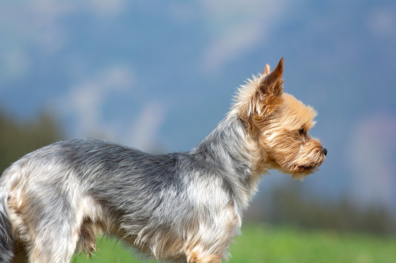 dog  yorkshire terrier  out free photo