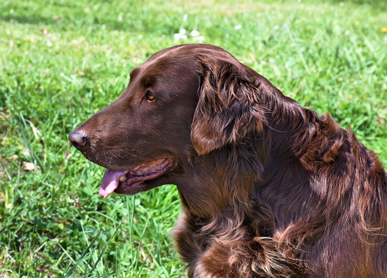 dog  brown  irish setter free photo