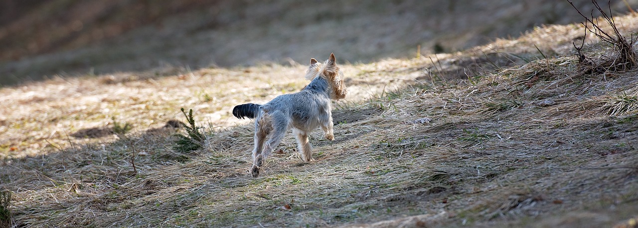 dog  out  meadow free photo