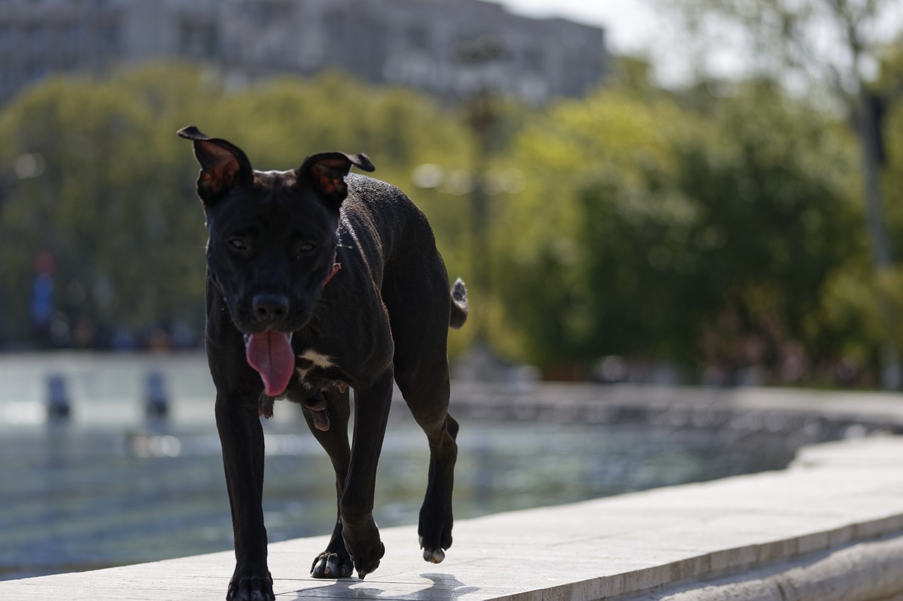 dog  black  animals free photo