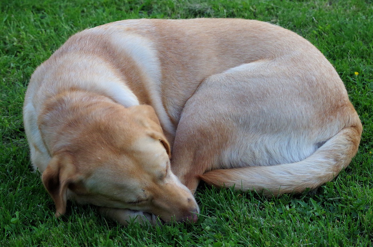 dog  labrador  pet free photo