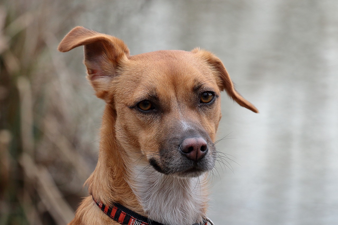 dog  animal  portrait free photo