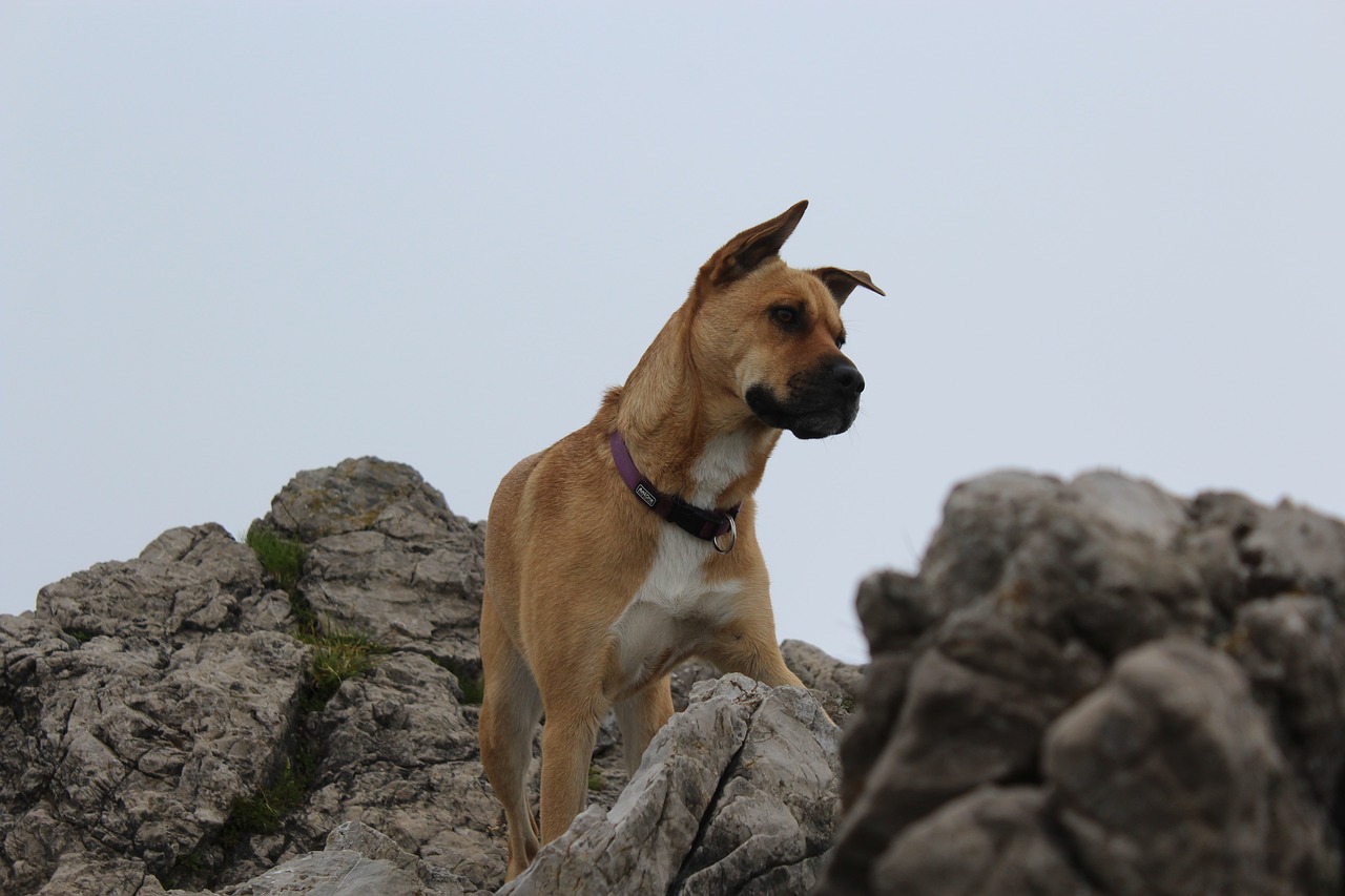 dog  mountaineering  climb free photo