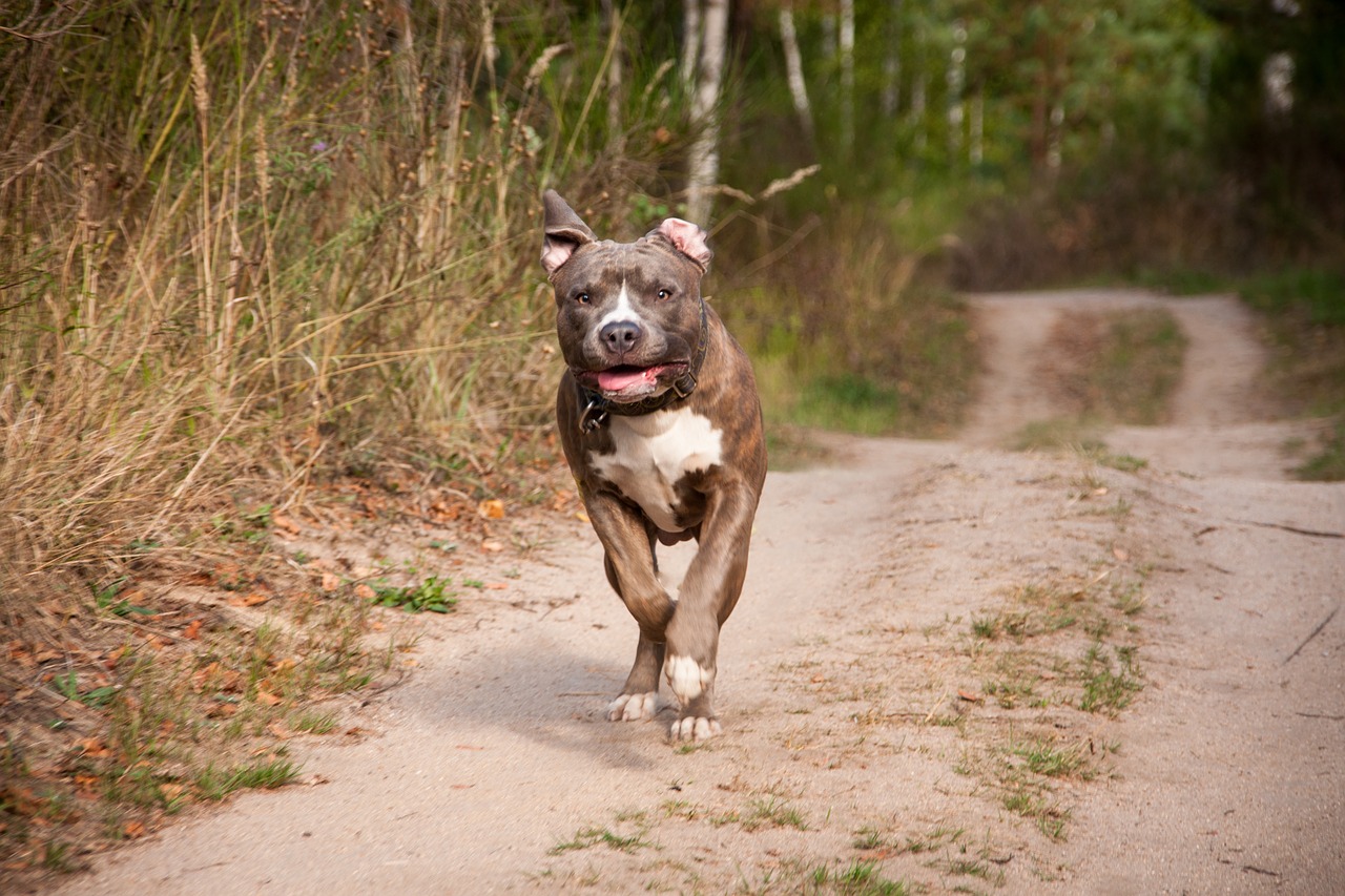 dog  run  race free photo